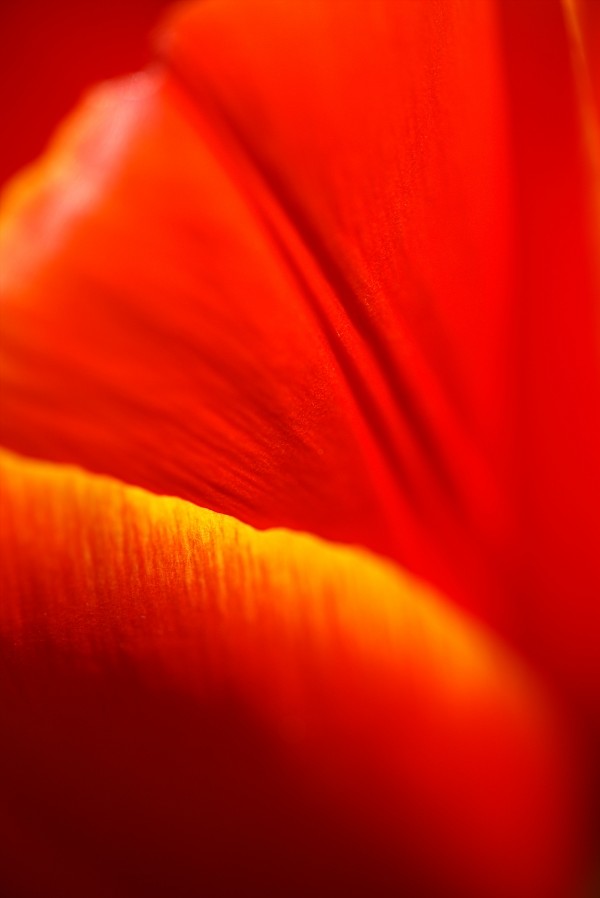 Dear Tulip by Joy Watson